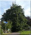 Cycle route signs in Bradpole