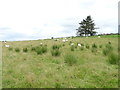 Hillside sheep grazing