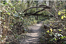 TQ5638 : Tunbridge Wells Circular Walk link path, Friezland Wood by N Chadwick