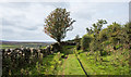 Grassed lane west of Burnhope Bridge