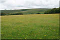 Meadow near Winstitchen Farm