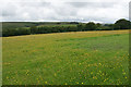 Meadow near Simonsbath