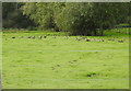 Canada Geese on Kilverstone Estate