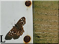 SJ7967 : Speckled wood butterfly by Stephen Craven