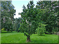 SJ7967 : The Quinta Lovell Arboretum - Lovell's oak by Stephen Craven