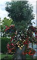 Hanging baskets in Haynes