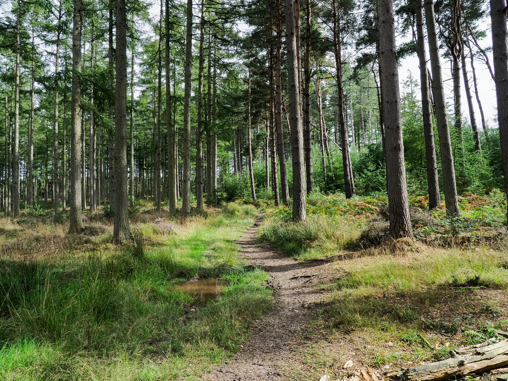 Path through coniferous woodland © Trevor Littlewood cc-by-sa/2.0 ...