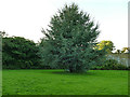 SE2432 : Cedar tree in Farnley Hall Park by Stephen Craven
