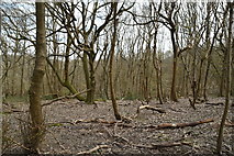TQ5743 : Waghorn's Wood by N Chadwick