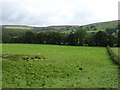 Grazing, Nidderdale