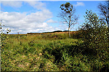 H5777 : Countryside beside Lough Fingrean by Kenneth  Allen