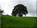 Hillside grazing and tree above the Gouthwaite Reservoir