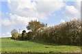 Blossoming hedge