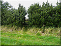 SE2902 : Footpath through a gap in a hedge, Pinfold Lane, Thurgoland by Humphrey Bolton