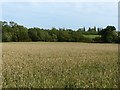 View to Hockerton Dumble