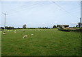 Sheep grazing, Tower Hill