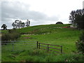 Grazing, Tower Hill