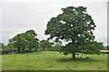 Tree in field