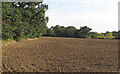 Tilled field near Shonk