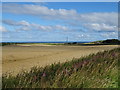 Cereal crop, Muiries Hill