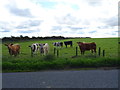 Cattle, Lochhills