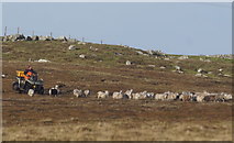 HP6101 : Caain' sheep by quad near Uyeasound by Mike Pennington