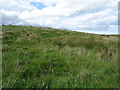 Hillside grazing near Clayhills