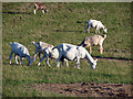 Goats at Holdings Farm