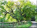 SD7212 : The old conker tree by Philip Platt
