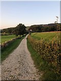 SJ9571 : Path behind Ridgegate Reservoir Dam by Philip Cornwall