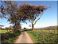 Ffawydden ar ochr heol / Beech tree on roadside