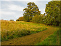 Track on field margin, Beacon Hill, Navestock