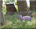 Wildcat behind the fence