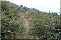 Path up cleared hillside