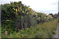 Pampas Grass alongside Methleigh Bottoms (B3304), Porthleven