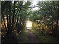 Path and gate, Combs Wood