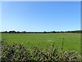 Apple Tree Field