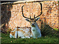SJ7387 : Deer Resting by the Boundary Wall at Dunham Massey Deer Park by David Dixon