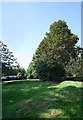 Amphitheatre and Horse Chestnut tree