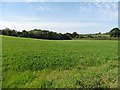 Field of clover at Higher Thorne