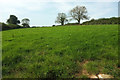 Field above Gribblesdown