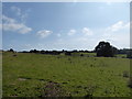 View to Marsh Cottages