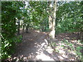 Old pathway through a narrow wooded belt