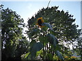 Solo sunflower at Much Wenlock