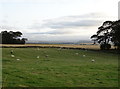 Sheep grazing near Dialstone Farm