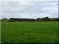 Grazing near Boltby