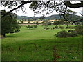 Grazing near Felixkirk