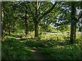 Footpath between trees, Clayton