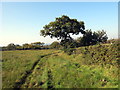 Llwybr Brigwallt-y-coed / Brigwallt-y-coed path