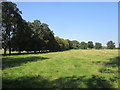 Grass field and avenue of trees